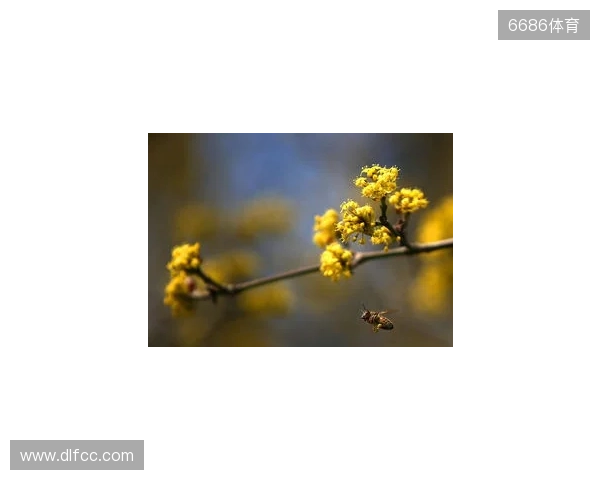 媒体人：拉米罗是否留任要看足协杯 国安在引援前要先确定主帅